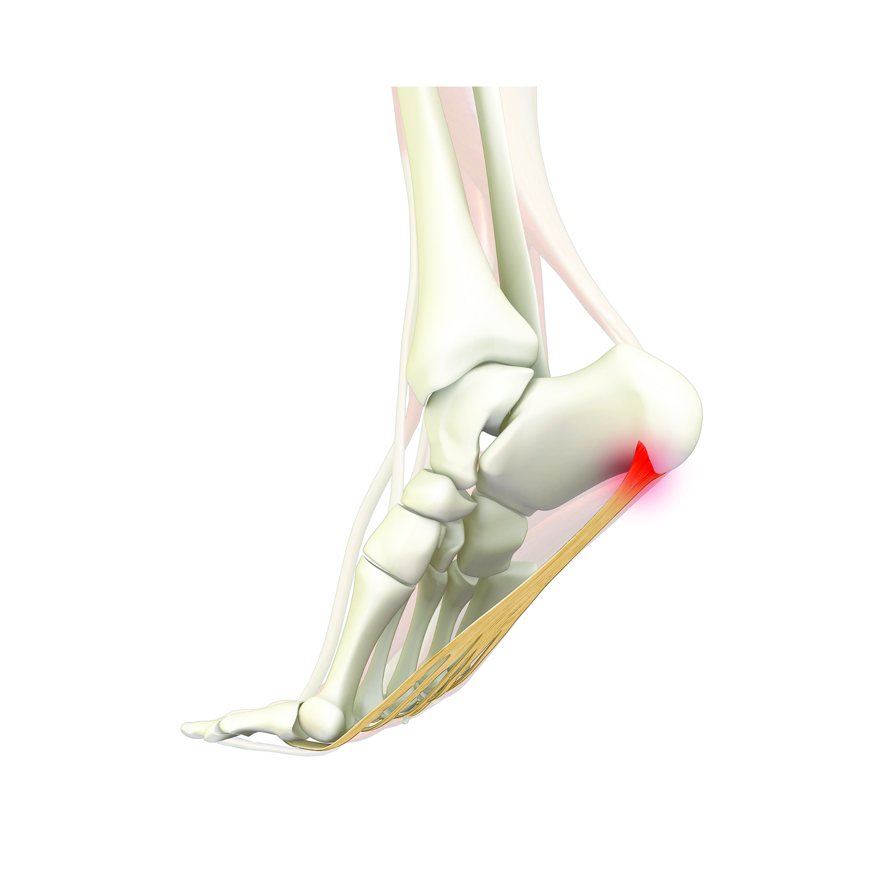 anatomy-structure-foot-heel-pain